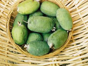 feijoa
