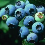 americka_borovnica_