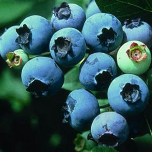 americka_borovnica_