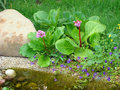 bergenia