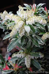 pieris