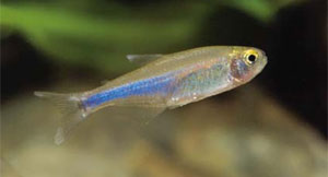 ribatetra