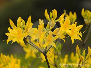 rododendrontri