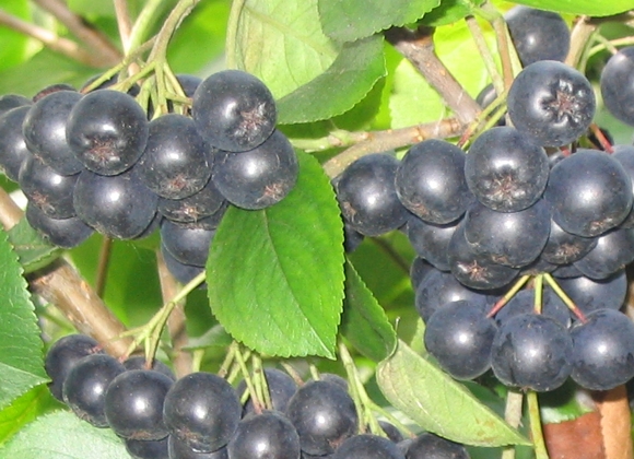 aronia_nero(1)