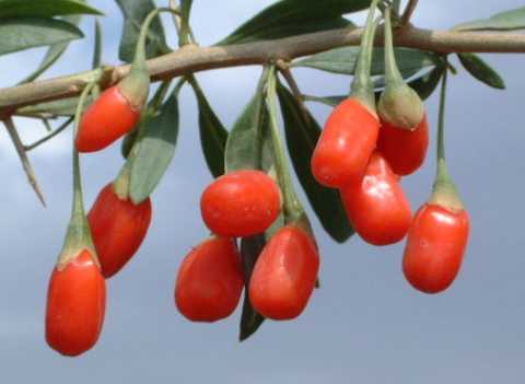goji-berries