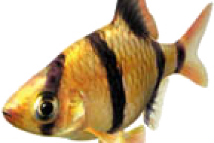riba
