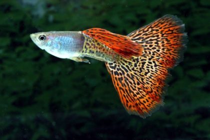 Fancy_Guppy_Care