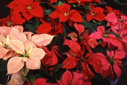 1280px-Poinsettia_thumbnail
