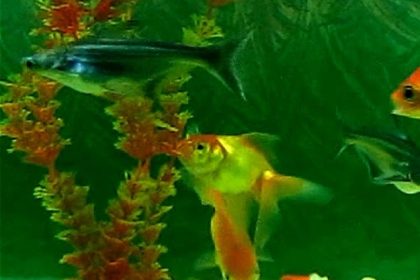 Fish Aquarium