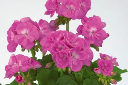 pelargonija