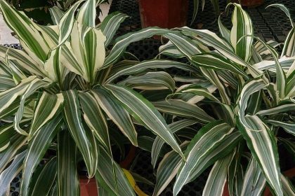 dracaena