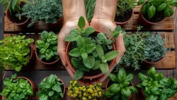mirisi-i-okusi-mediterana-azije-i-meksika-u-vasem-vrtu-3
