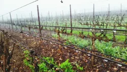 navodnjavanje-vinograda-1