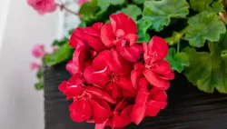 pelargonije-2
