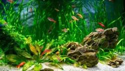 voda-u-slatkovodnim-akvarijima