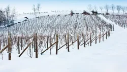 gnojidba-vinograda-organskim-gnojivom-u-jesen-zimu-1