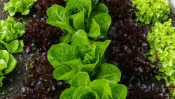 salata-uzgoj-i-vrste-2
