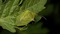 stete-od-stjenica-1